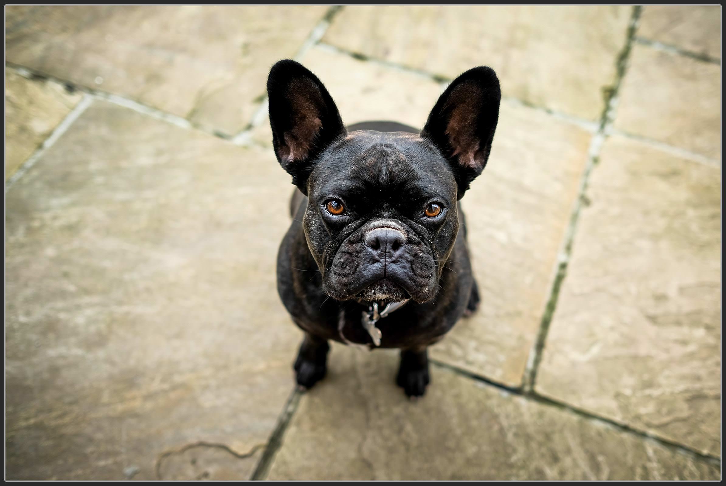 The couples French bull dog